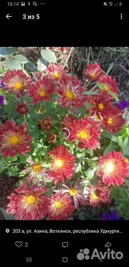 Хризантемы