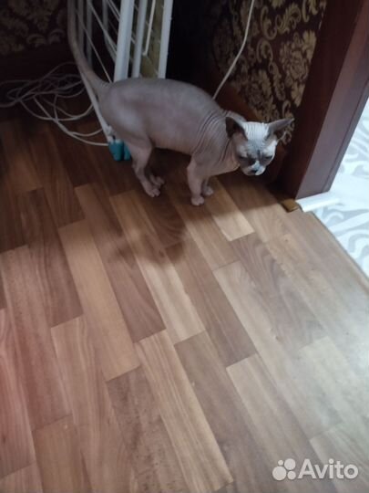 Донской сфинкс