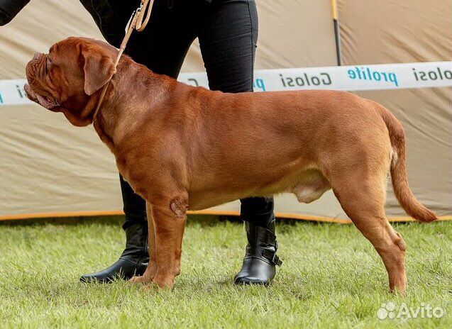 Бордоский дог Интерчемпион на вязку