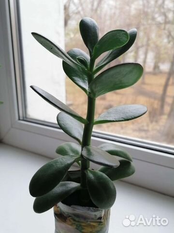 Денежное дерево (Крассула толстянка) купить в Челябинске | Товары для ...