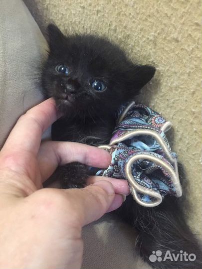 Котенок Сказка