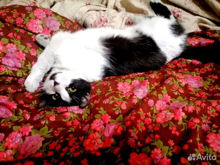 Кошечка 4 мес.Спасена из садоводства