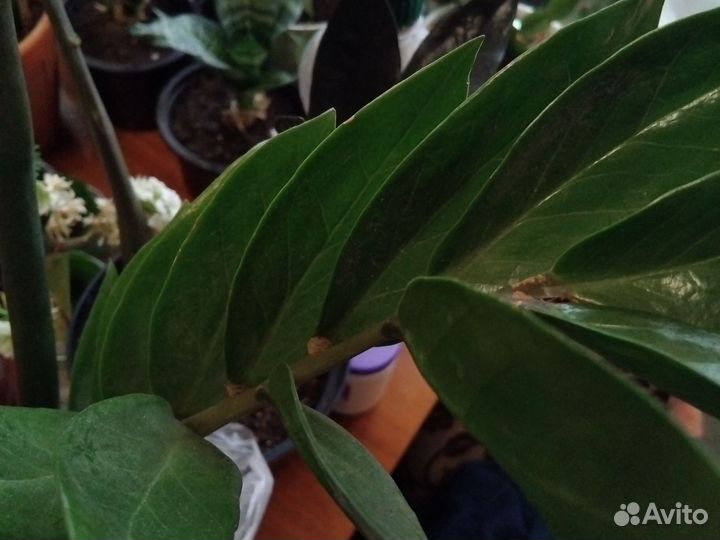 Замиокулькас