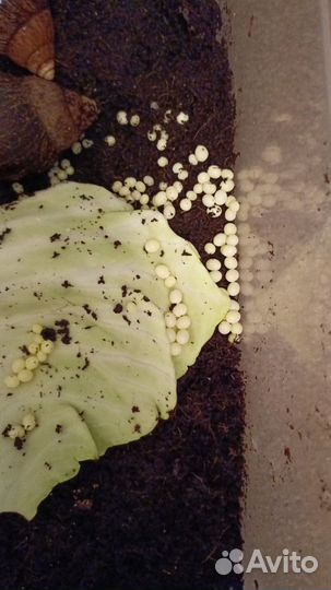 Улитки Ахатины Иммакулята