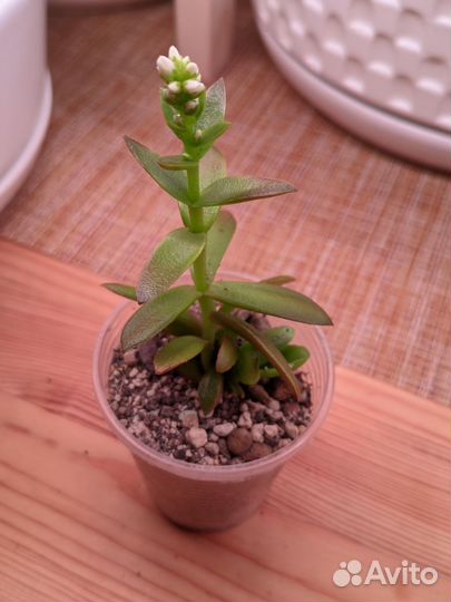 Суккуленты 2