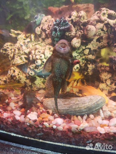 Продаются сомики очистители аквариума