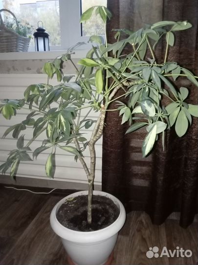 Монстера, шефлера