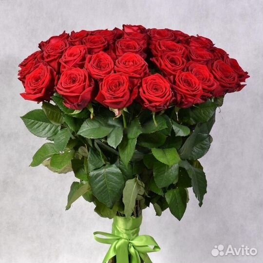 Красная роза с крупным бутоном