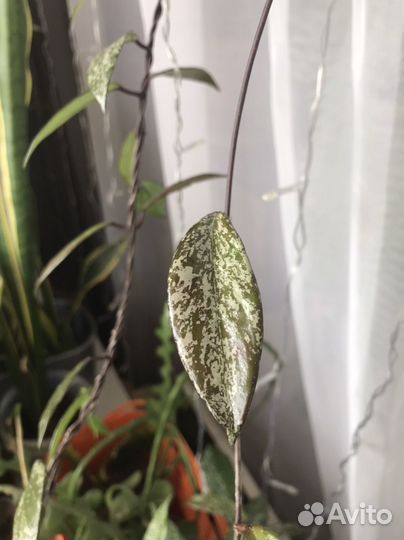 Хойя Грацилис и Публикалис splash