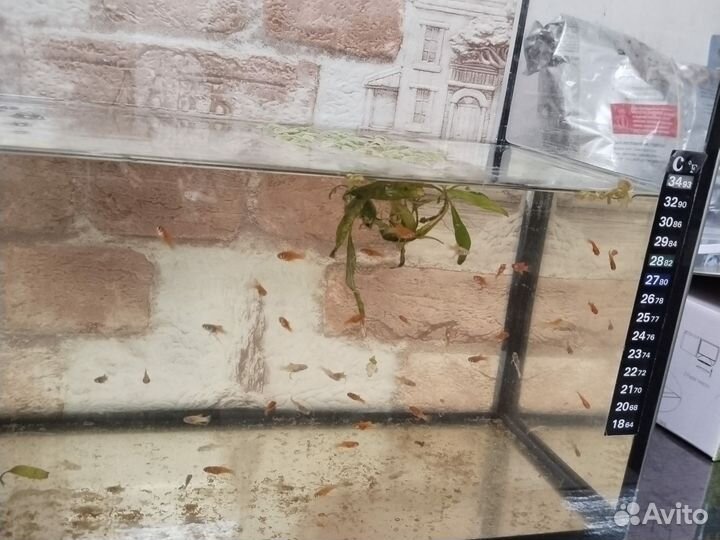 Аквариумные рыбы меченосец