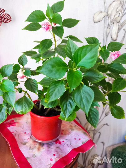 Бальзамин махровый