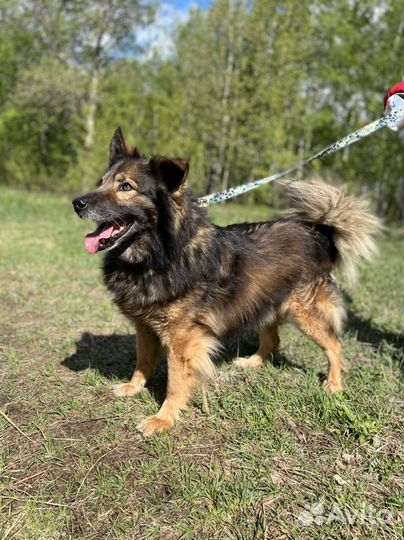 Собака Дэн из приюта. Можно в квартиру