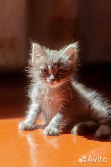 Серый котенок