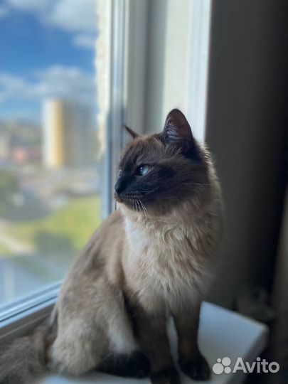 Сиамский кот