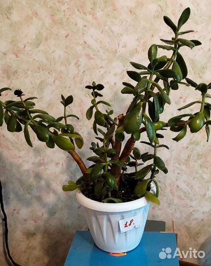 Взрослое денежное дерево