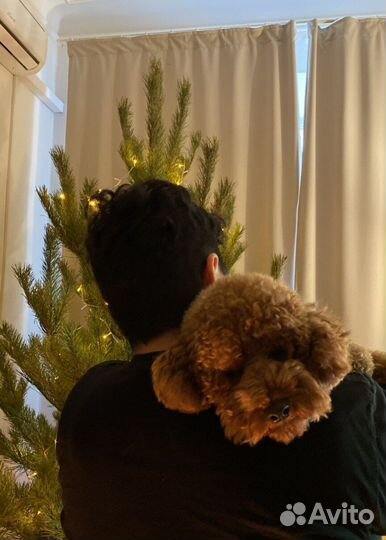 Кинолог Зоопсихолог с выездом Онлайн Дрессировка