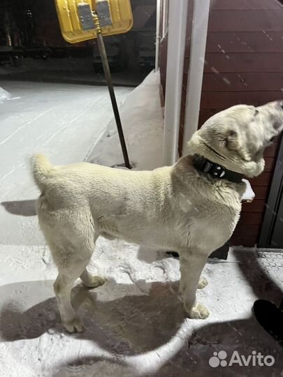 Вязка Среднеазиатская овчарка (аллабай)