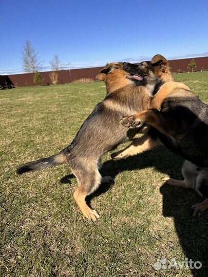 Щенки немецкой овчарки рабочего разведения