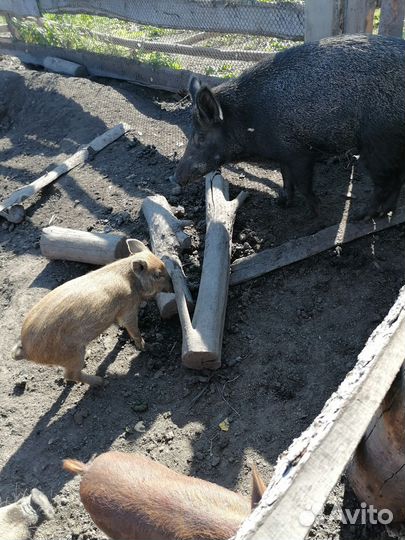 Поросята
