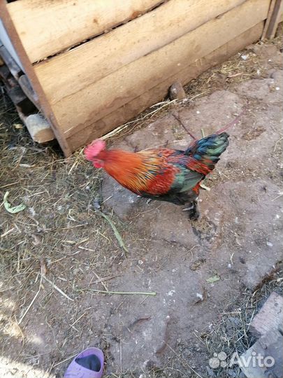 Куры петухи