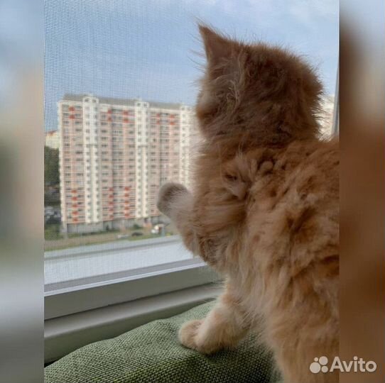 Москитная сетка Антикошка