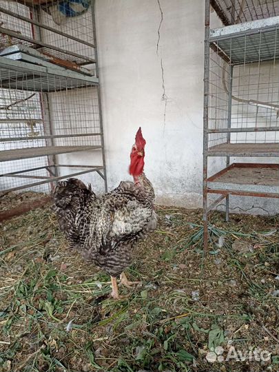 Домашняя птица