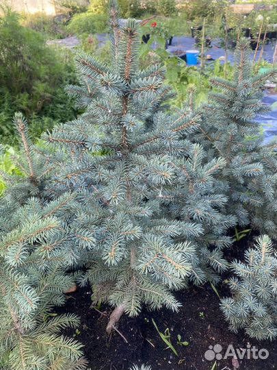 Голубые ели
