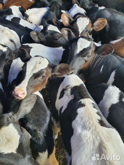 Телята бычки