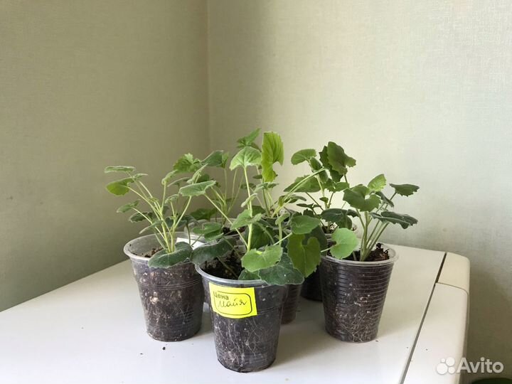 Кампанула (колокольчик)