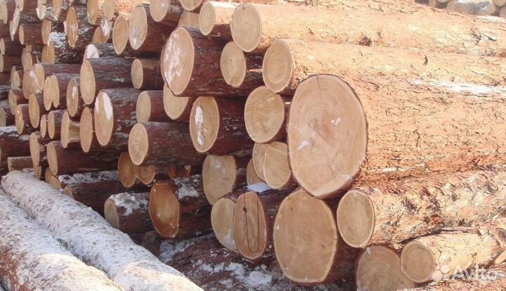 Пиловочник Березовый