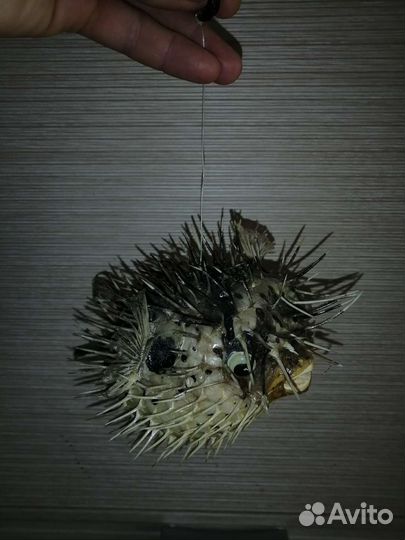 Морской еж чучело