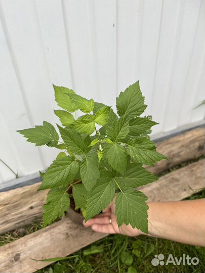 Малина сорта Бристоль (черная), Амира (красная)