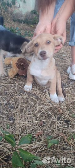 Левретка в добрые руки