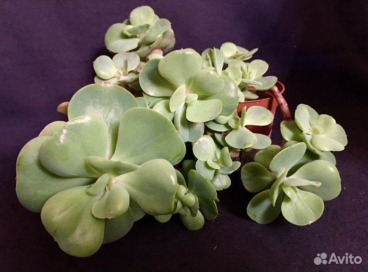 Суккуленты