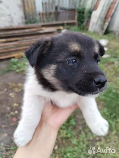 Щенки дворняжечки