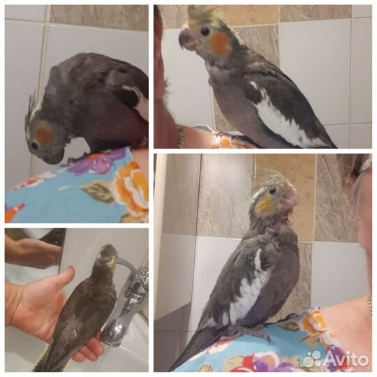 Попугаи ручные корелла,неразлучники