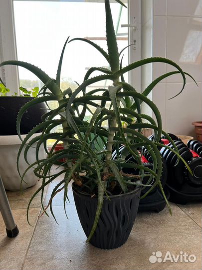 Продам Алое