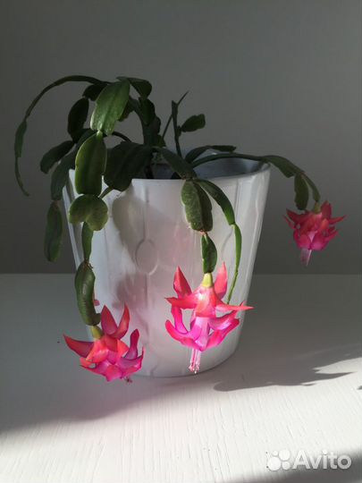 Декабрист розовый