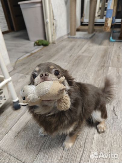 Вязка Чихуахуа