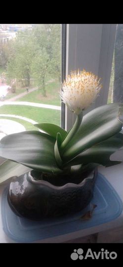 Гемантус. Тещин язык