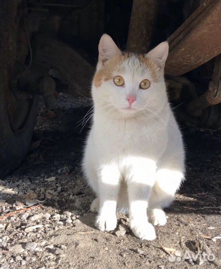 Кот ищет дом