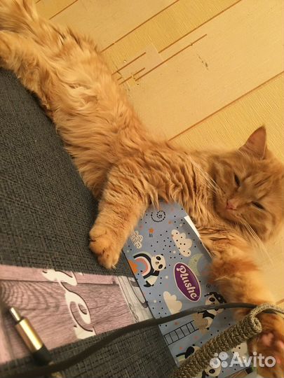 Кошки в добрые руки