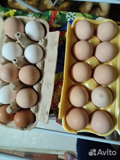 Продукты питания