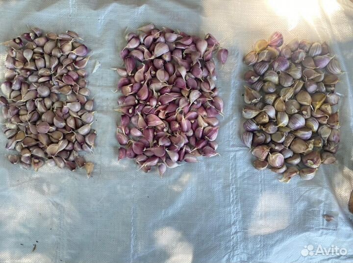 Агроном, Агросопровождение, Агроконсалтинг