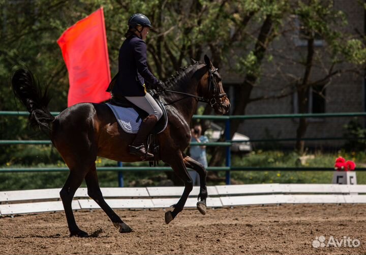 Обучение верховой езде