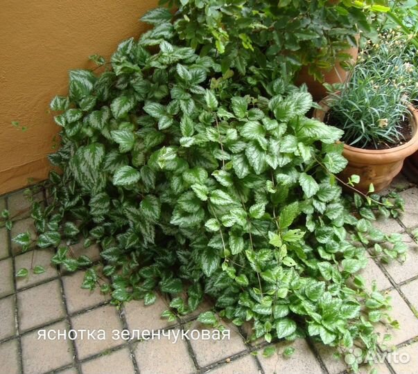 Многолетние садовые цветы