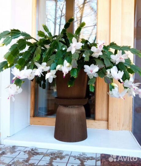 Комнатные цветы