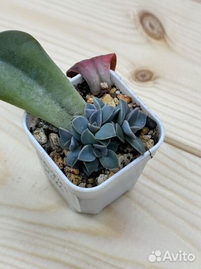 Суккуленты 3