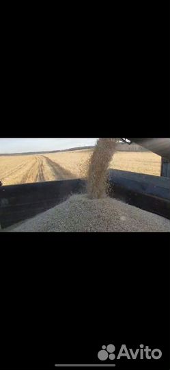 Зерно овес, пшеница, ячмень