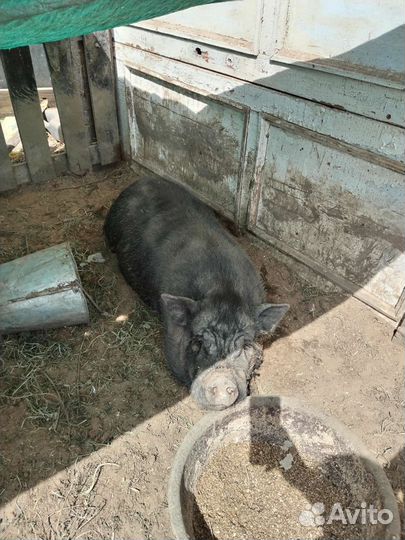 Вьетнамск вислобрюхий поросенок